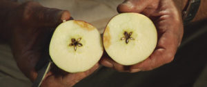 apples of the golan 2