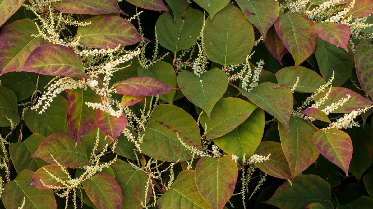 In the absence of the invasive Can we fi­nally look at the Japanese